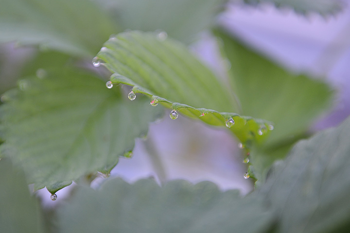 葉水