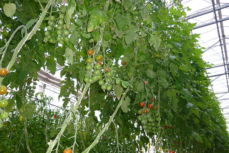 液肥（養液）栽培のトマト