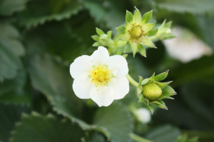 液肥（養液）栽培のイチゴの花