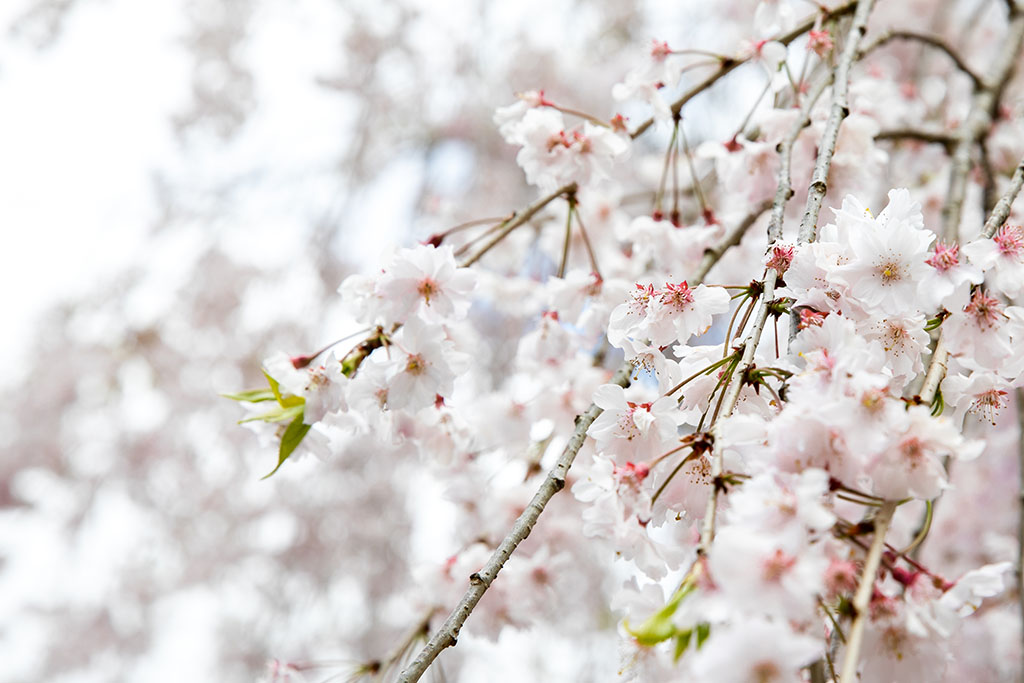 しだれ桜の接写