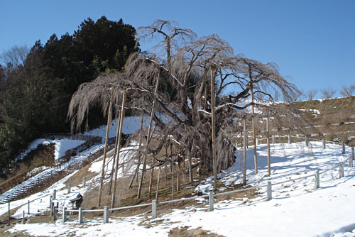 2016年2月3日　滝桜