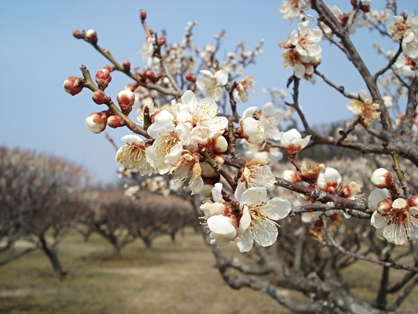 寒さに耐え忍び、ひっそりと咲く小梅