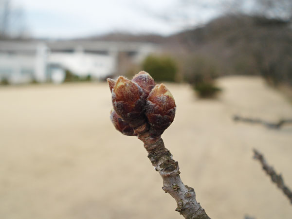 桜の木