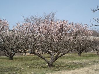 大梅の木々