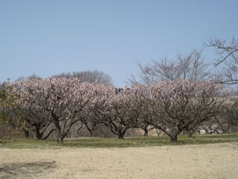 大梅の木々