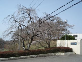 正門のしだれ桜