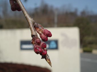 正門のしだれ桜