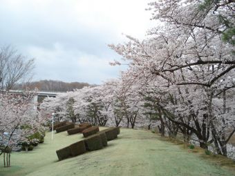 三春工場桜のようす