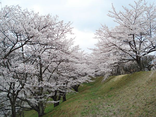 三春工場桜のようす