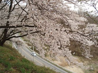 三春工場桜のようす