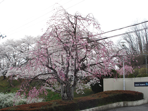 正面脇しだれ桜のようす