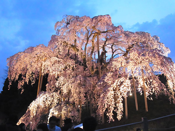 三春の滝桜