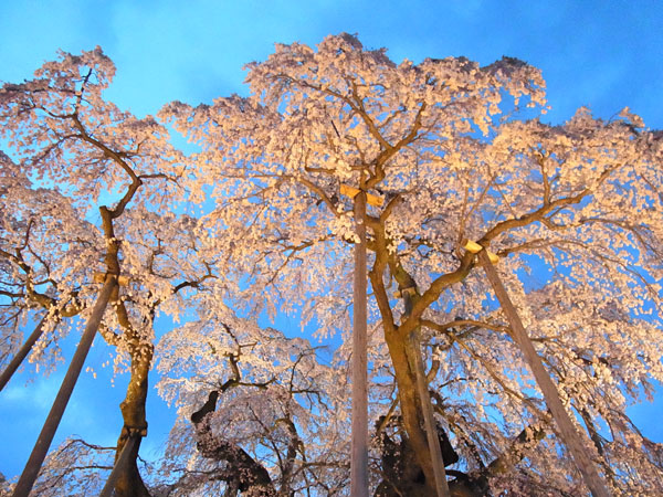 三春の滝桜