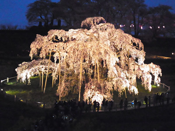 三春の滝桜