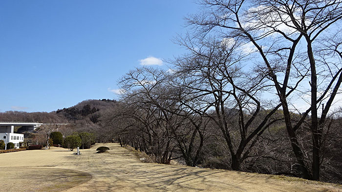 桜の木のようす