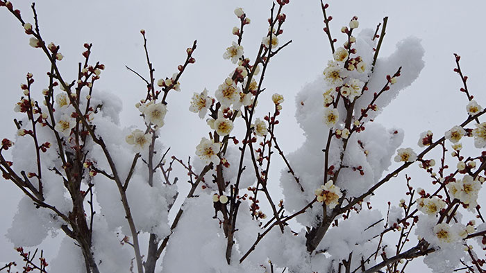 梅の花の様子