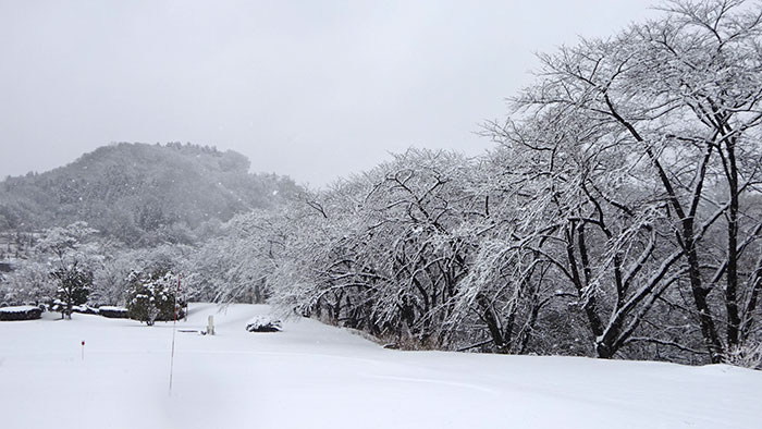 雪をかぶったソメイヨシノ