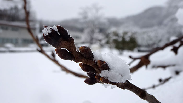 雪をかぶったソメイヨシノの蕾