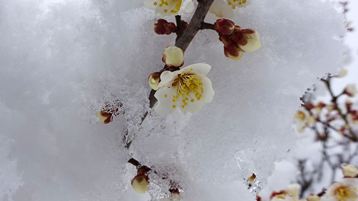 梅の花の様子