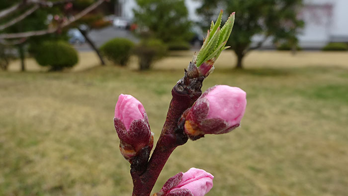 たくさんの蕾たち