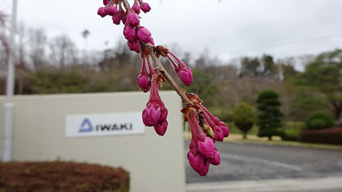 桃や桜たちの蕾