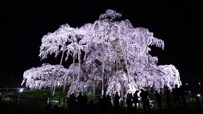 三春が誇る「滝桜」