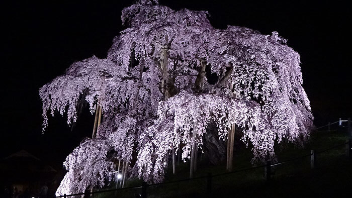 三春が誇る「滝桜」