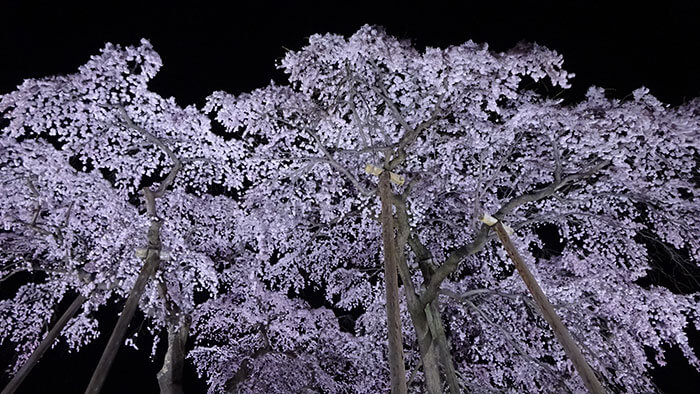 三春が誇る「滝桜」