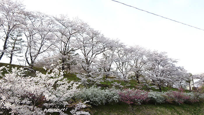 桜と春の花々のコラボ