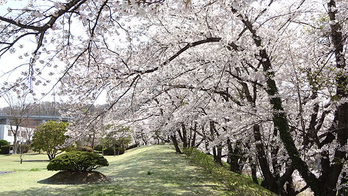 念願の晴天と満開の桜