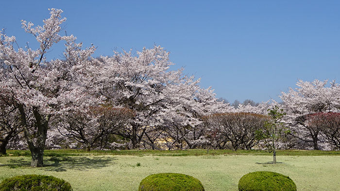 空の青、満開の桜、芝生の緑の三重奏♪