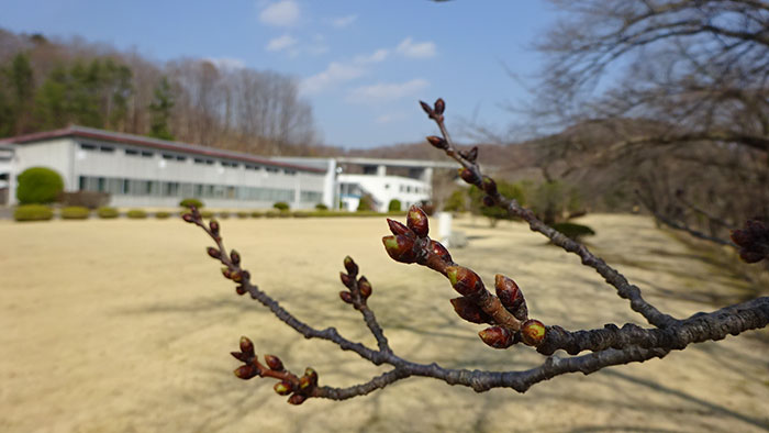 三春工場　桜の蕾　2018年3月26日