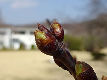 桜の蕾　2018年3月26日