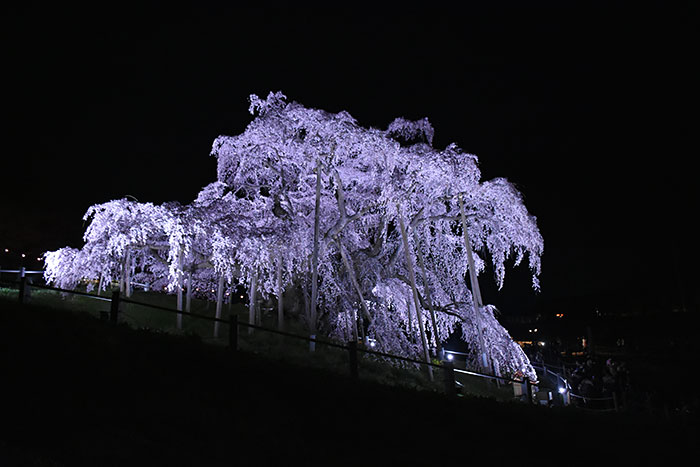 三春滝桜　撮影日：2018年4月6日　天気：晴れ