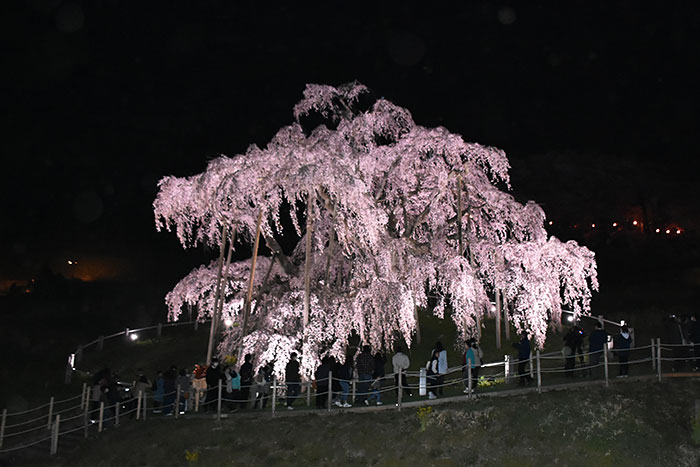 三春滝桜　撮影日：2018年4月6日　天気：晴れ