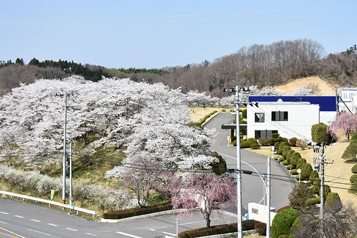 イワキ三春工場　春