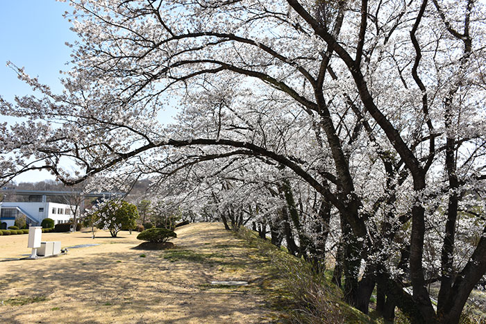 イワキ三春工場　桜