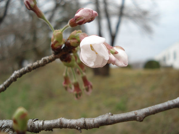 桜のつぼみがかなり膨らんでます！　3/31　三春工場