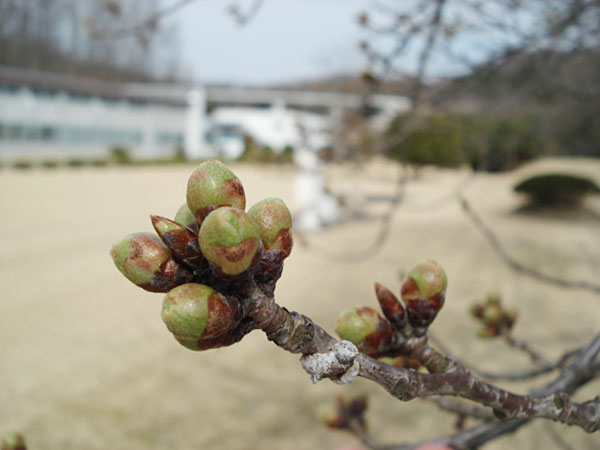 桜のつぼみがかなり膨らんでます！　3/31　三春工場