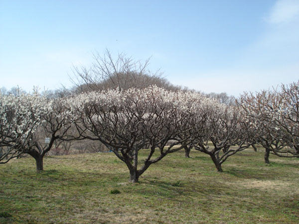 小梅7〜8分咲き　3/31　三春工場