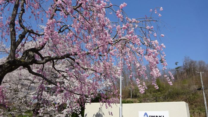 青空にひときわ映えるしだれ桜