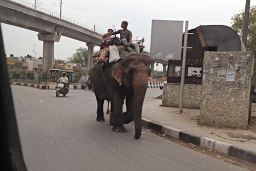 インドの道路では象も歩いています