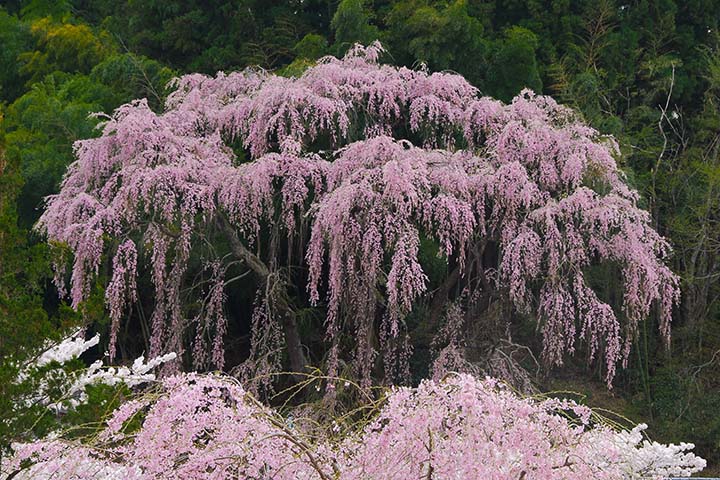 満開の福聚寺桜